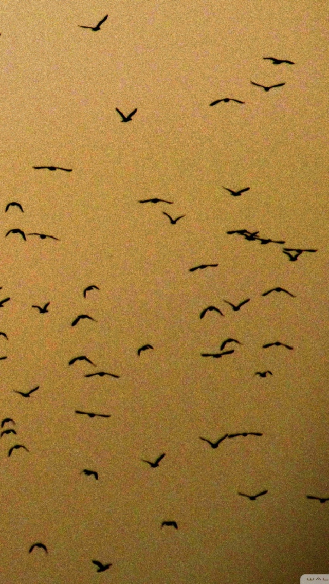 Birds wallpaper 640x1136