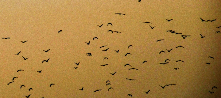 Birds wallpaper 720x320