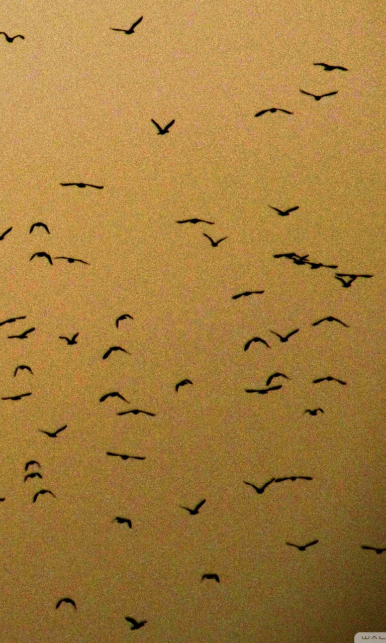 Birds wallpaper 768x1280
