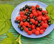 Berries in Plate screenshot #1 176x144
