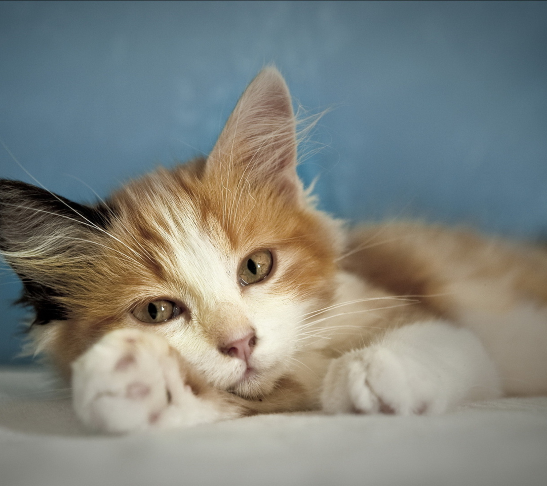 Sfondi Cute Multi-Colored Kitten 1080x960