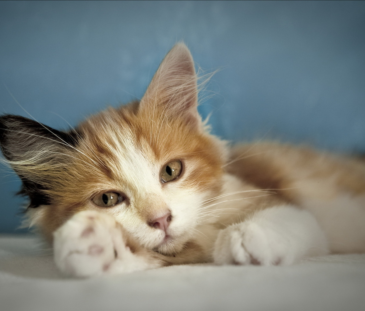 Fondo de pantalla Cute Multi-Colored Kitten 1200x1024