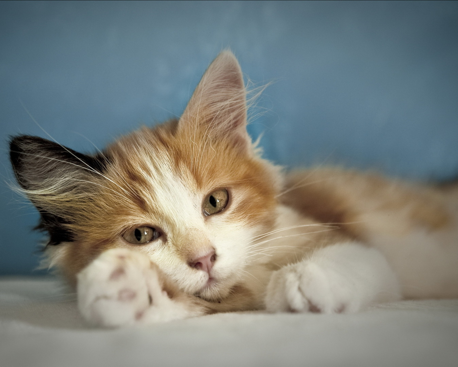 Fondo de pantalla Cute Multi-Colored Kitten 1600x1280