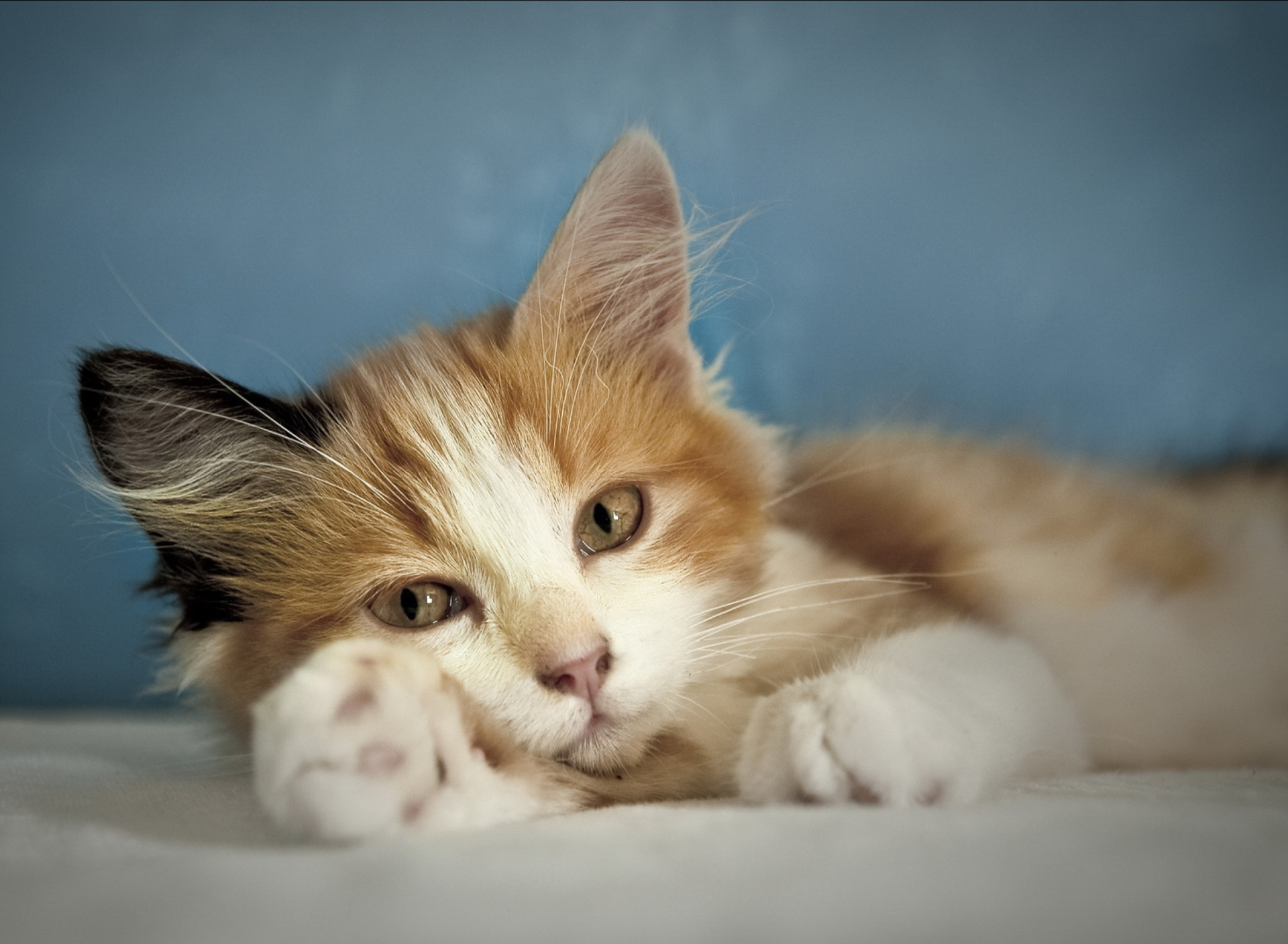 Sfondi Cute Multi-Colored Kitten 1920x1408