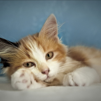 Fondo de pantalla Cute Multi-Colored Kitten 208x208