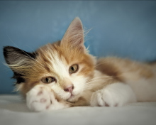 Screenshot №1 pro téma Cute Multi-Colored Kitten 220x176