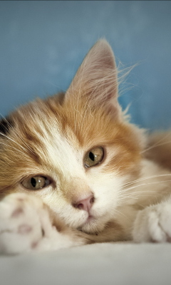 Cute Multi-Colored Kitten screenshot #1 240x400
