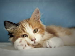 Cute Multi-Colored Kitten screenshot #1 320x240