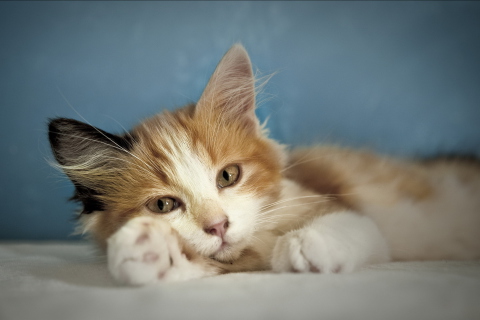 Fondo de pantalla Cute Multi-Colored Kitten 480x320