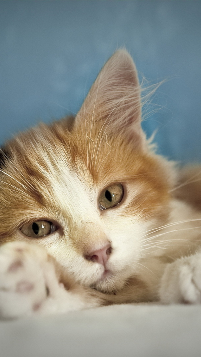 Cute Multi-Colored Kitten screenshot #1 640x1136