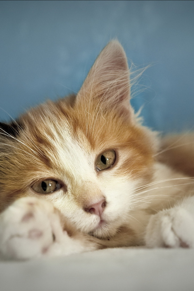 Sfondi Cute Multi-Colored Kitten 640x960