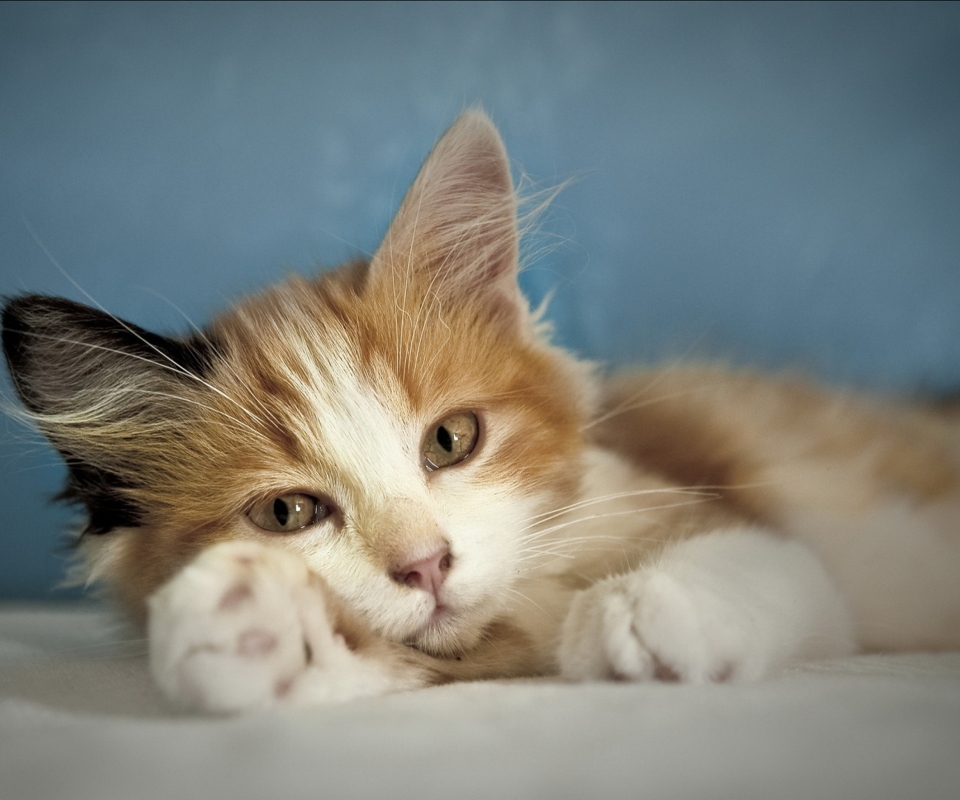 Cute Multi-Colored Kitten screenshot #1 960x800
