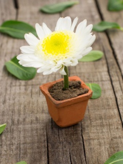 Sfondi Chrysanthemum 240x320