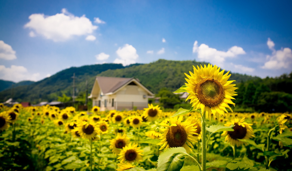 Screenshot №1 pro téma Sunflower Field 1024x600