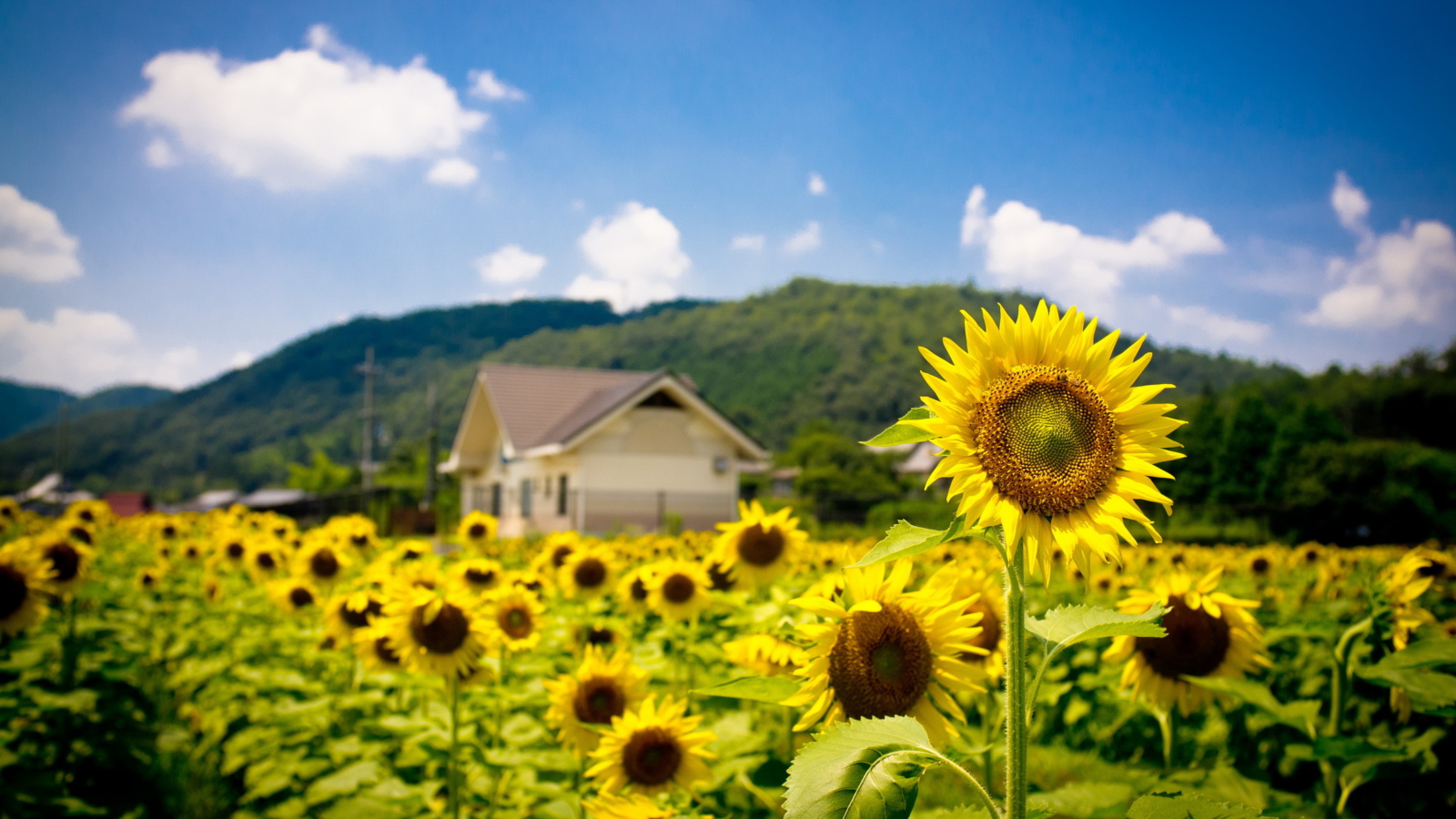 Screenshot №1 pro téma Sunflower Field 1600x900