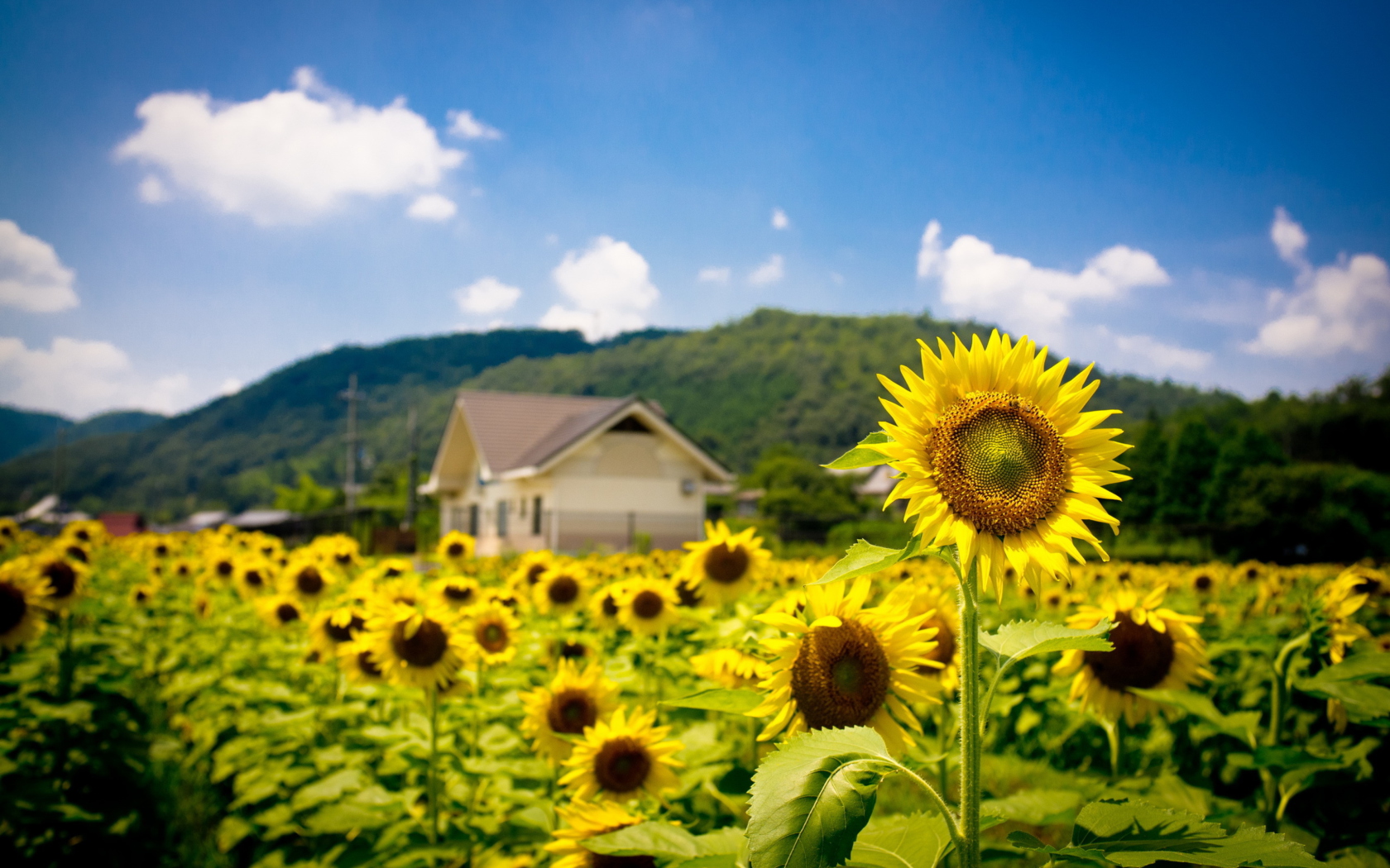 Sfondi Sunflower Field 1680x1050