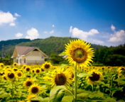 Sunflower Field screenshot #1 176x144