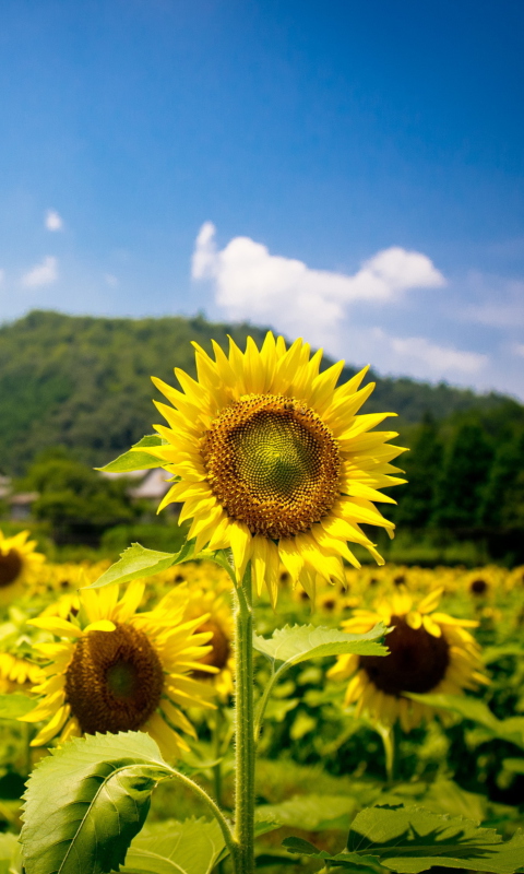 Fondo de pantalla Sunflower Field 480x800