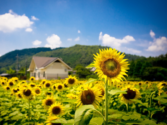 Das Sunflower Field Wallpaper 640x480