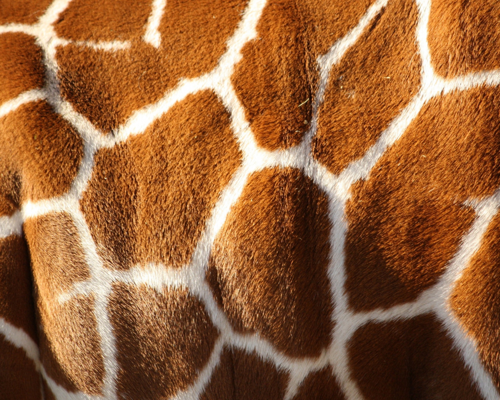 Giraffe wallpaper 1600x1280