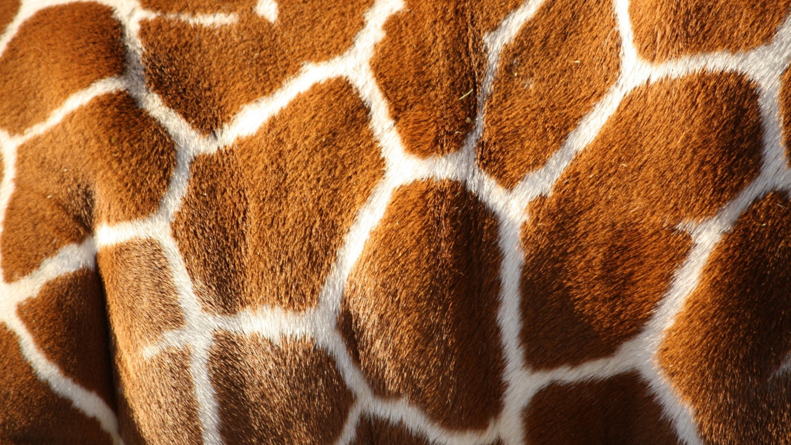 Giraffe wallpaper 1600x900