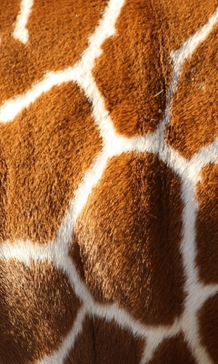Das Giraffe Wallpaper 240x400