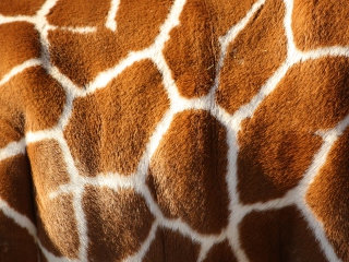 Giraffe wallpaper 320x240