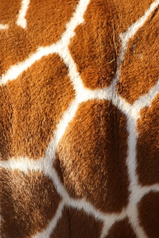 Giraffe wallpaper 320x480