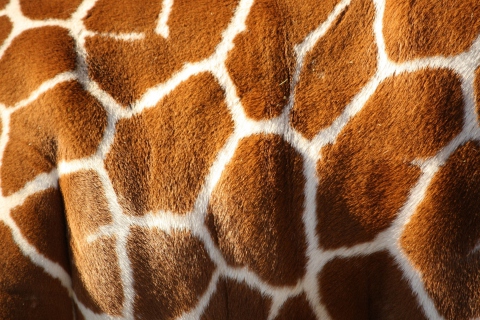Das Giraffe Wallpaper 480x320