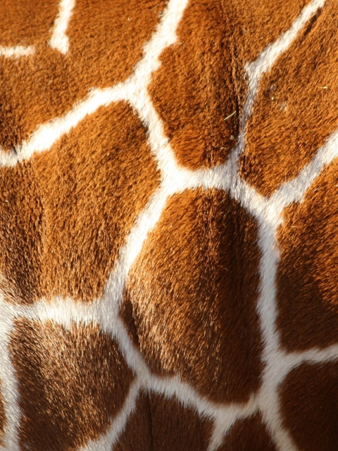 Giraffe wallpaper 480x640