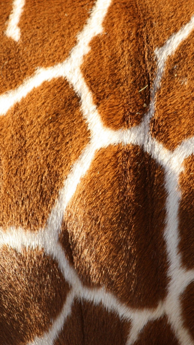 Das Giraffe Wallpaper 640x1136