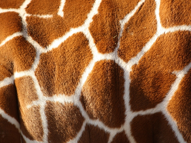 Giraffe wallpaper 640x480
