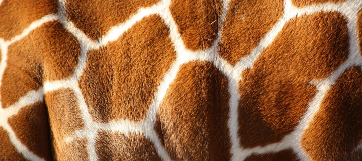 Giraffe wallpaper 720x320