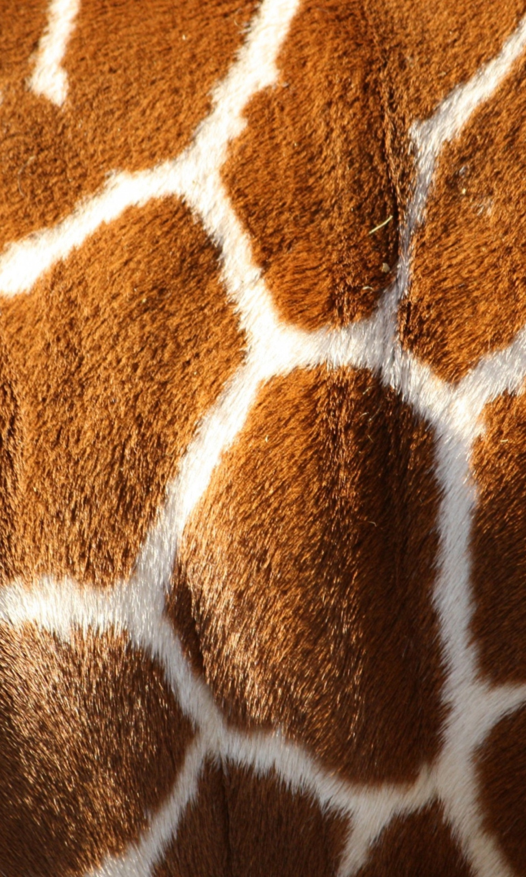 Das Giraffe Wallpaper 768x1280