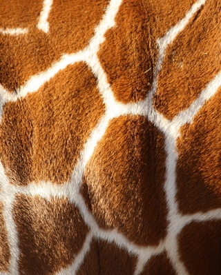 Giraffe - Obrázkek zdarma pro iPhone 8