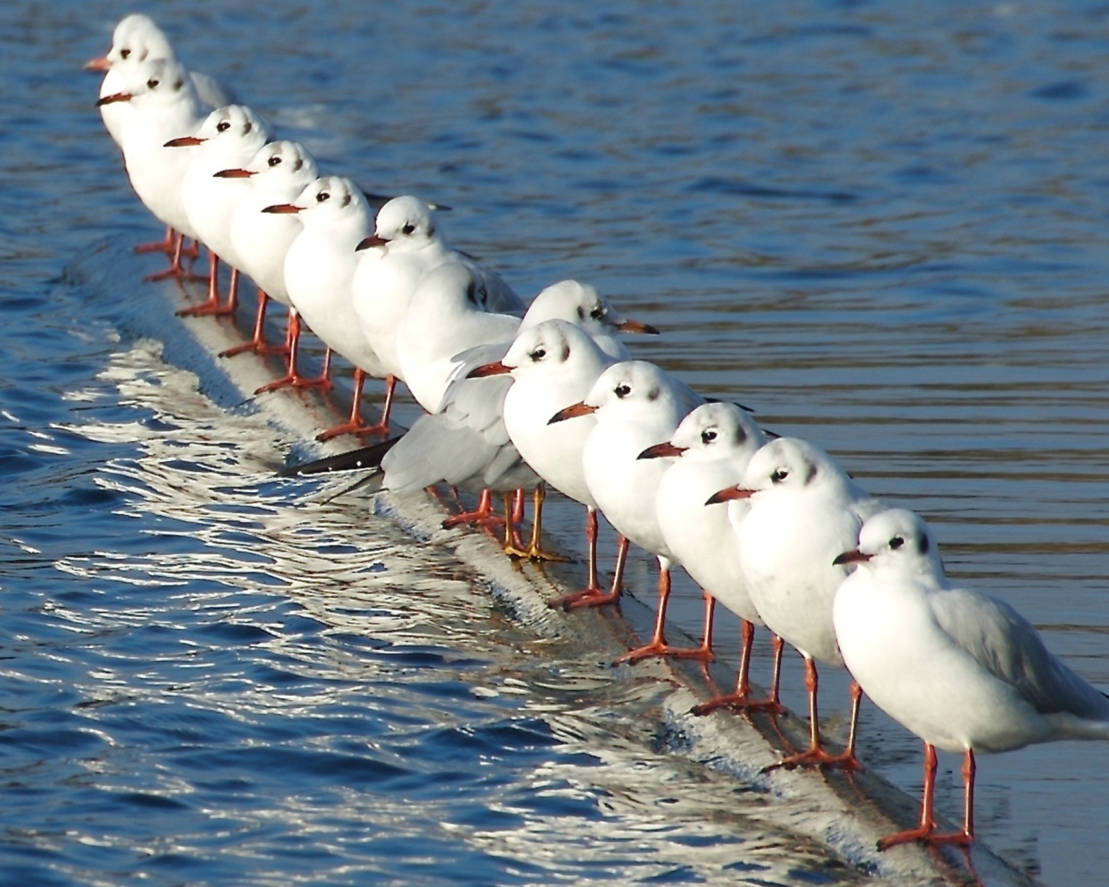 White Seagulls wallpaper 1600x1280