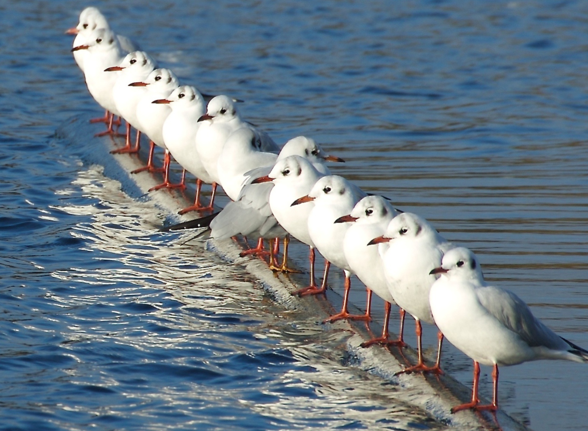 White Seagulls wallpaper 1920x1408