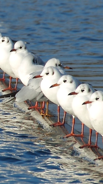 Обои White Seagulls 360x640