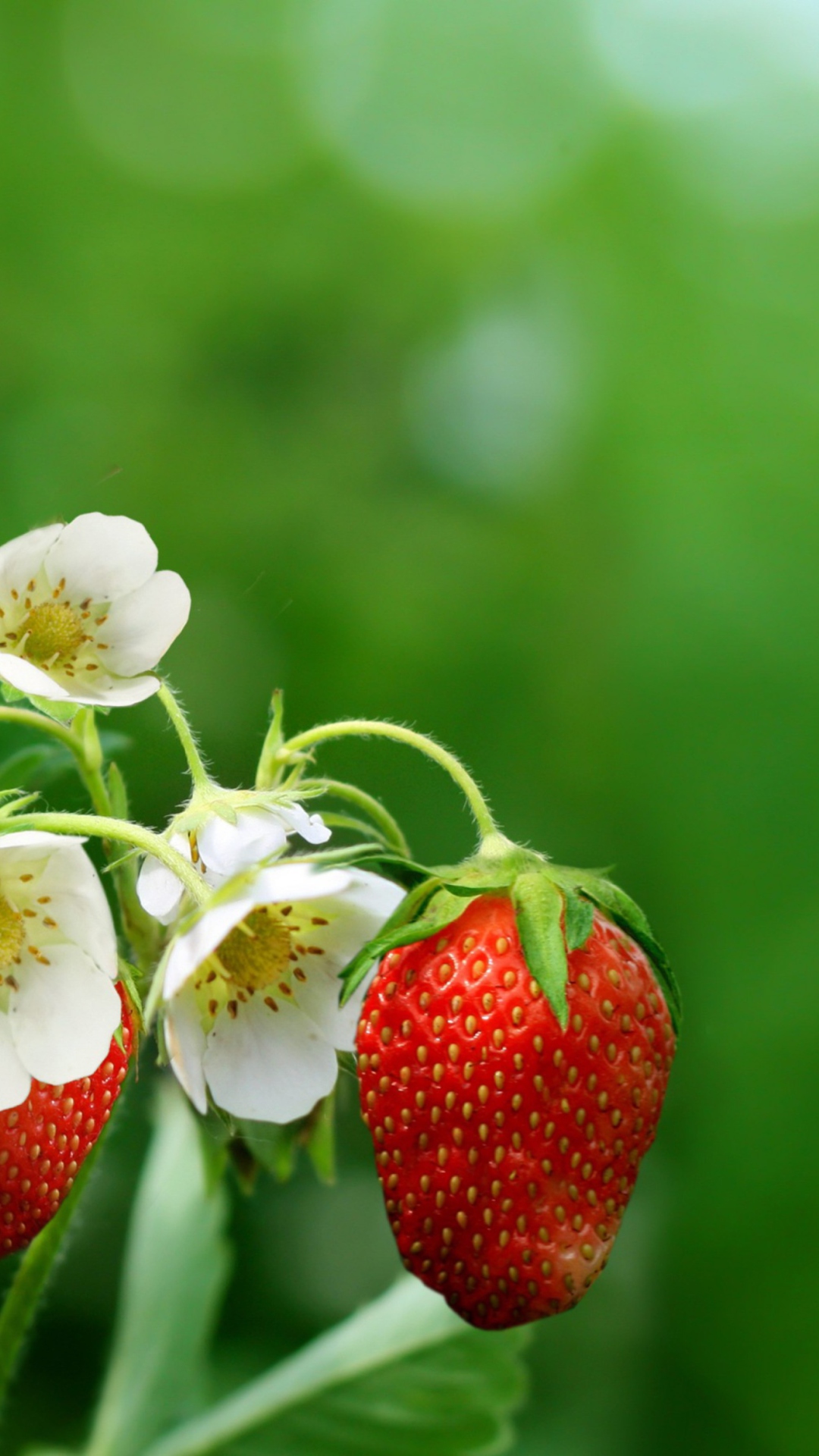 Обои Strawberry Flowers 1080x1920