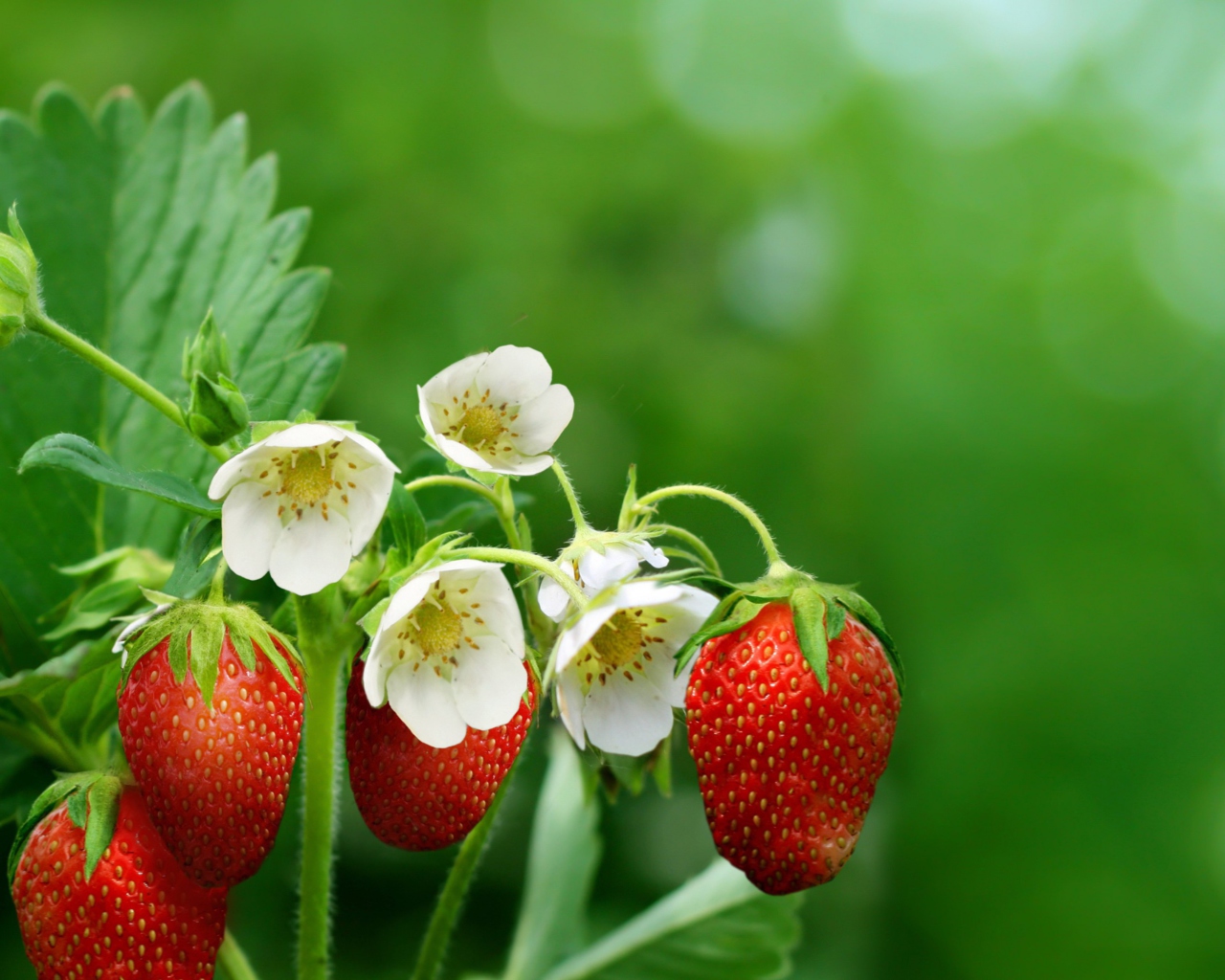 Screenshot №1 pro téma Strawberry Flowers 1280x1024