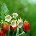 Sfondi Strawberry Flowers 128x128