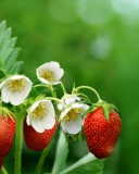 Fondo de pantalla Strawberry Flowers 128x160