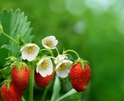Strawberry Flowers screenshot #1 176x144