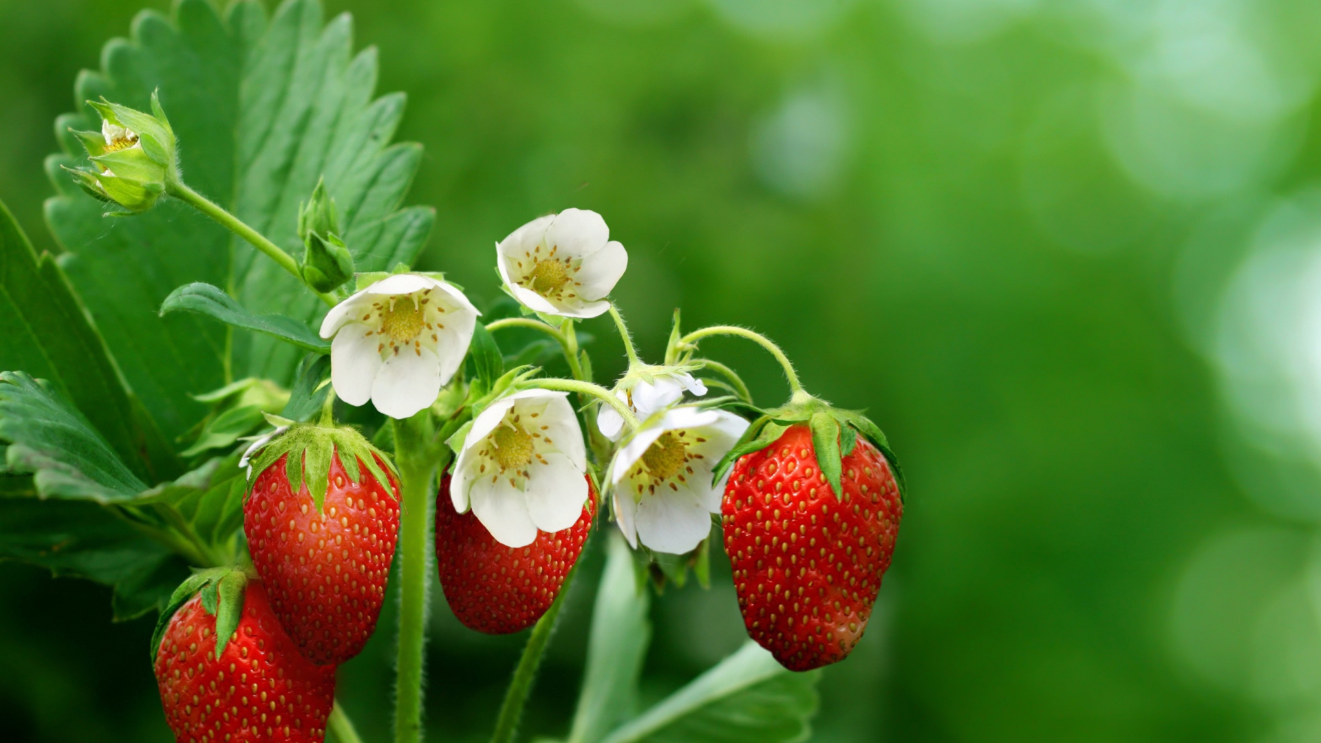 Fondo de pantalla Strawberry Flowers 1920x1080