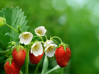 Screenshot №1 pro téma Strawberry Flowers 320x240