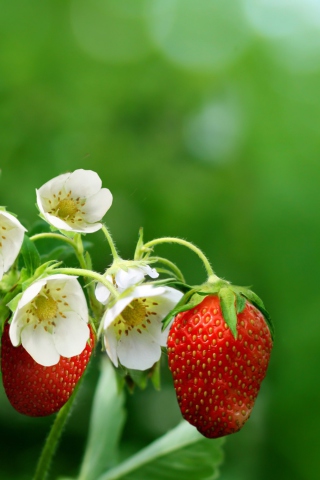 Fondo de pantalla Strawberry Flowers 320x480