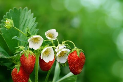 Fondo de pantalla Strawberry Flowers 480x320