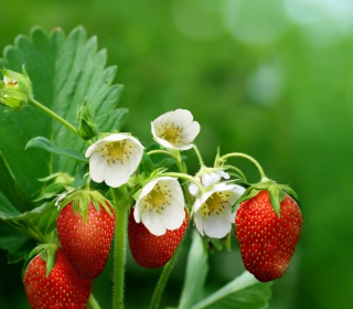 Kostenloses Strawberry Flowers Wallpaper für iPad mini 2