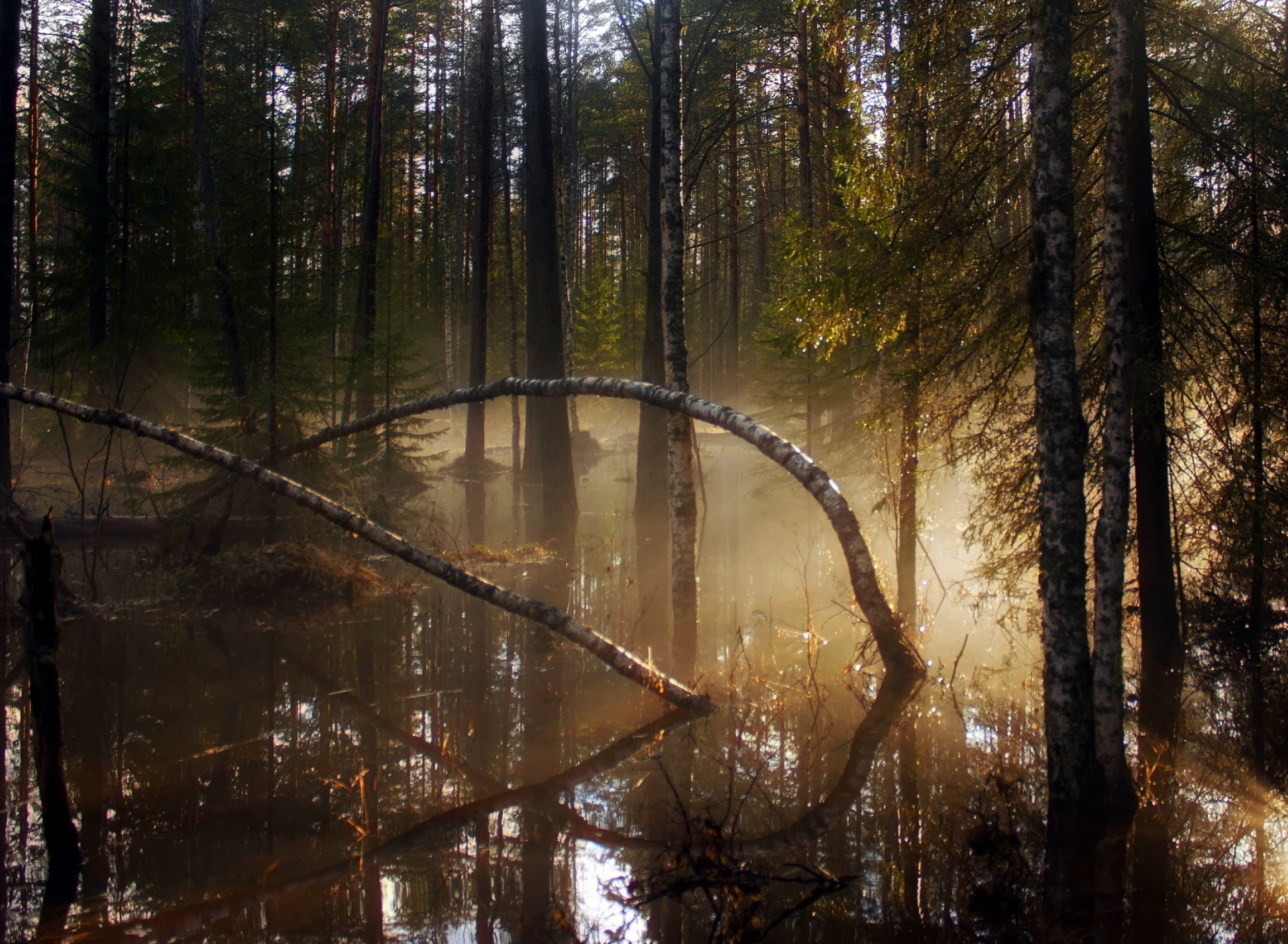 Fondo de pantalla Morning In Forest 1920x1408