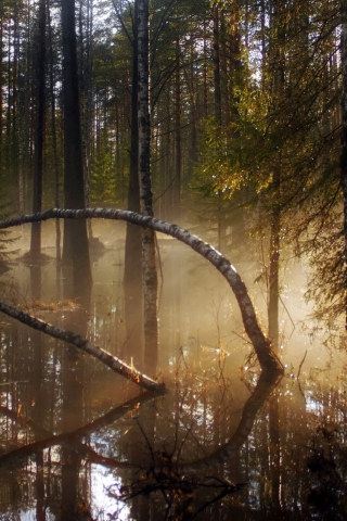Das Morning In Forest Wallpaper 320x480